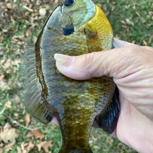 Meet your Posher, Daryl